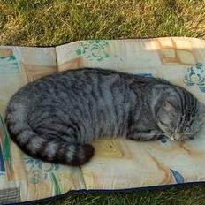 Blanding af racer Viggo