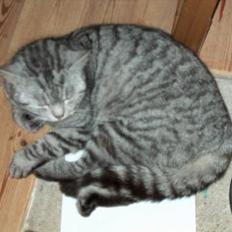 Blanding af racer Viggo