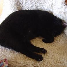 Blanding af racer Den Lille Sorte