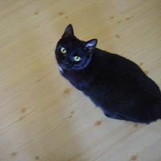 Blanding af racer Den Lille Sorte