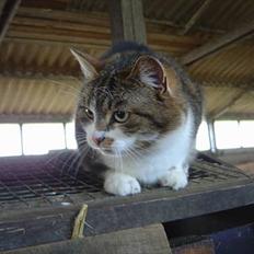 Blanding af racer Mimer