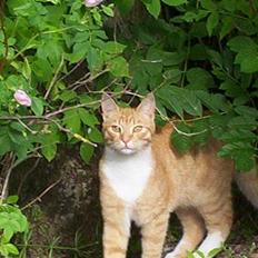 Blanding af racer Felix