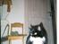 Norsk Skovkat Pjuske Kattenhøj R.I.P:'( - her er hun så