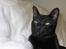 Orientaler Møgkat Nox - Shiny cat of happiness