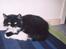Norsk Skovkat Pjuske Kattenhøj R.I.P:'( - her er min lille dejlige miZZer er hun ikk bare qute??