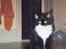 Norsk Skovkat Pjuske Kattenhøj R.I.P:'( - her er hun ude på badeværelset...... det billede kan jeg rigtig godt lig..... hva me jer? hehe...