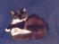 Norsk Skovkat Pjuske Kattenhøj R.I.P:'( - her ligger hun i min stol(eller det r jo enlig kun hende der ligger der så d r vel hendes)......der ligger hun tit