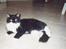 Norsk Skovkat Pjuske Kattenhøj R.I.P:'( - her ligger hun oz  ude på badeværelset