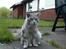 Maine Coon Shanti - Her er der godt at sidde.