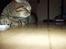 British Shorthair Hesselbjergs Gary