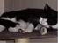 Blanding af racer Sylle - ZzzZzZZzZzzZzZZ.....