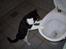 Blanding af racer Misty - Misty elsker at studere hvor vandet i toilettet mon kommer fra?!