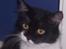 Norsk Skovkat Pjuske Kattenhøj R.I.P:'(