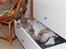 Maine Coon Mizzy - Findes der noget bedre end at sove i en skuffe med rent tøj!!? 