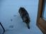 Maine Coon milles