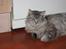 Maine Coon milles