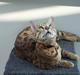 Bengal Luke Skywalker