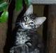 Maine Coon Steve Miller