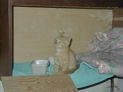 Blanding af racer felex billede 2