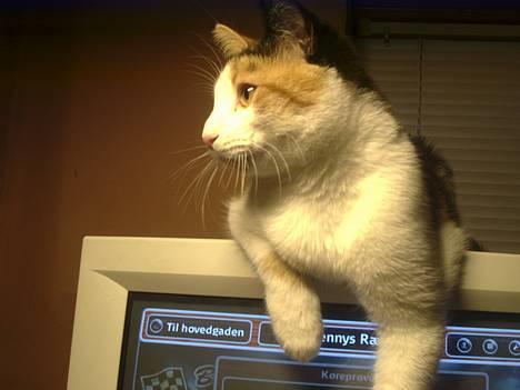 Blanding af racer Sille billede 2