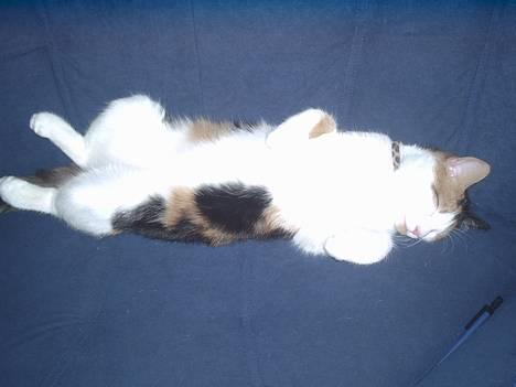 Blanding af racer Sille billede 3