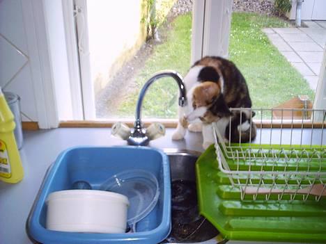 Blanding af racer Sille billede 4