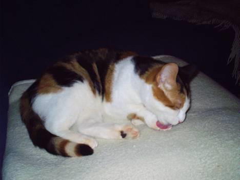 Blanding af racer Sille billede 5