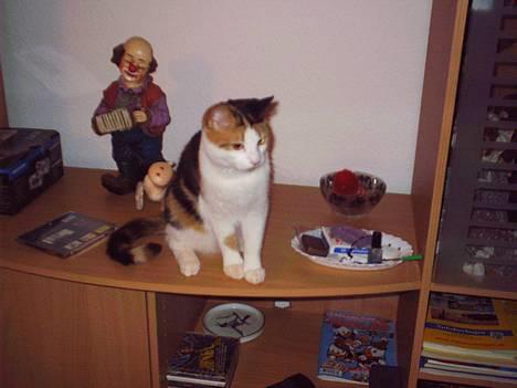 Blanding af racer Sille billede 6