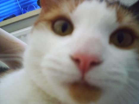 Blanding af racer Sille billede 10