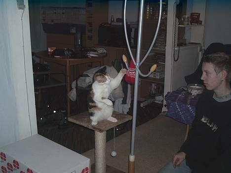 Blanding af racer Sille billede 7