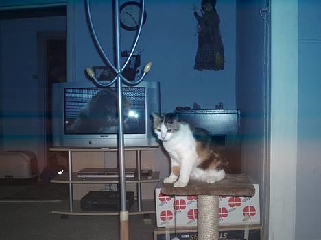 Blanding af racer Sille billede 8