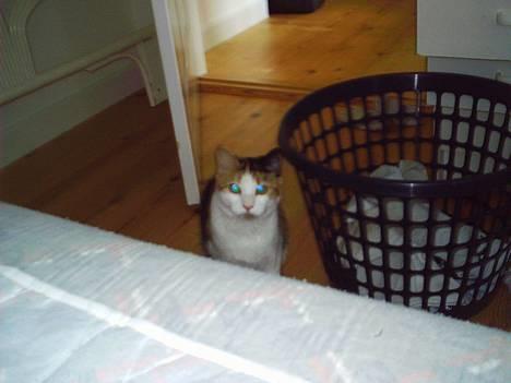 Blanding af racer Sille billede 9