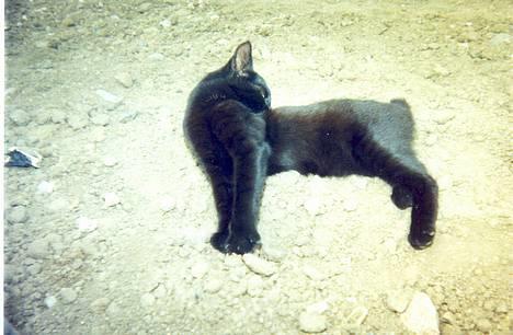 Blanding af racer Nala billede 1