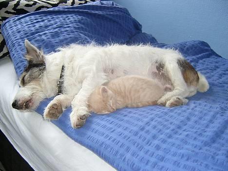 Blanding af racer Hope. billede 9