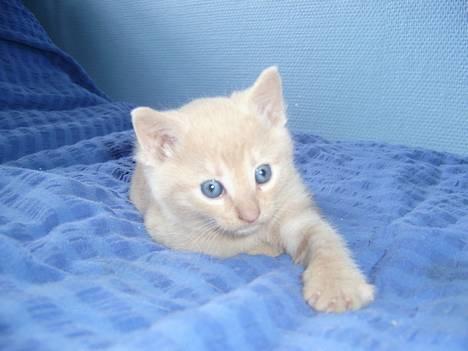 Blanding af racer Hope. billede 10