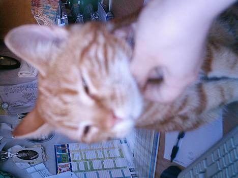 Blanding af racer Bastian - Nåå lige der.. billede 1