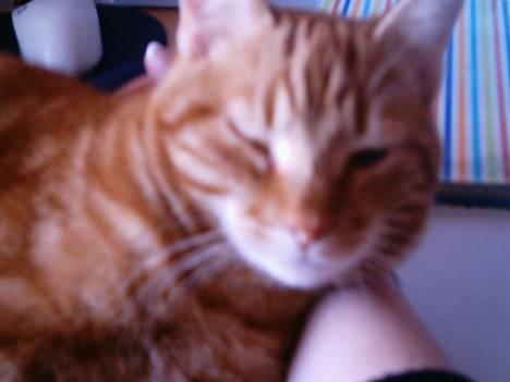 Blanding af racer Bastian - er jeg ikke fin billede 2