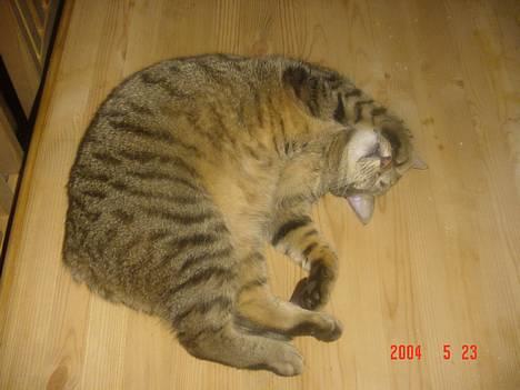 Huskat ROBERT død d 17.11.09 billede 4