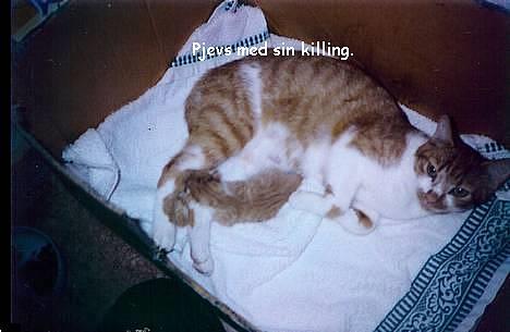 Blanding af racer Pjevs (død) - pjevs og hendes killing- desværre døde killingen d. 10/9 2001 billede 1