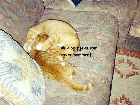 Blanding af racer Pjevs (død) - pjevs og miv!  billede 2