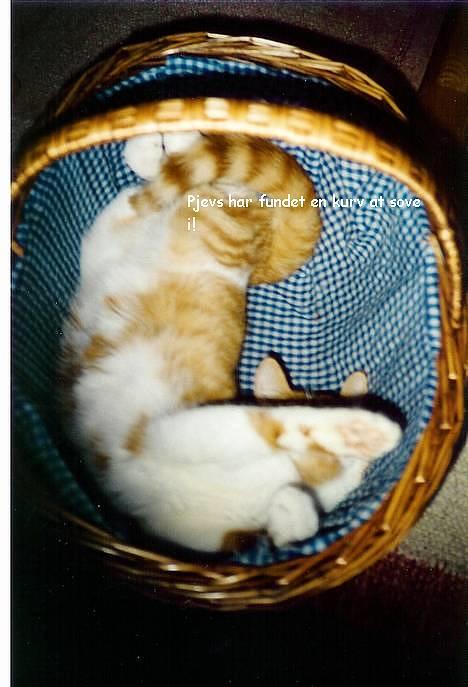 Blanding af racer Pjevs (død) billede 3