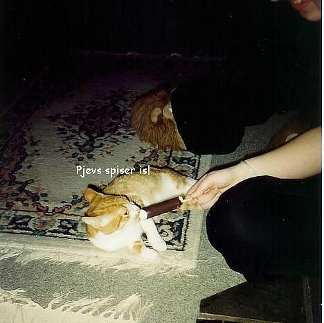 Blanding af racer Pjevs (død) - pjevs elskede at spise vanilléis! billede 4