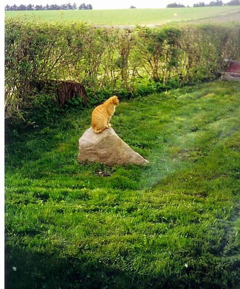 Blanding af racer Miv - miv sidder på en sten og holder øje med haven! billede 3