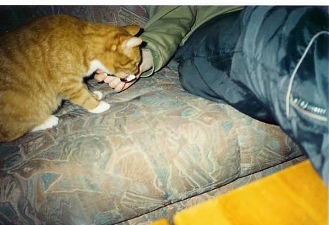 Blanding af racer Miv - miv kan bedst lide at spise yougurt! billede 4