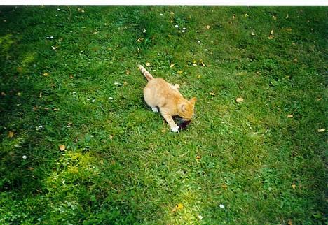 Blanding af racer Miv - miv har vist fanget en mus! billede 5