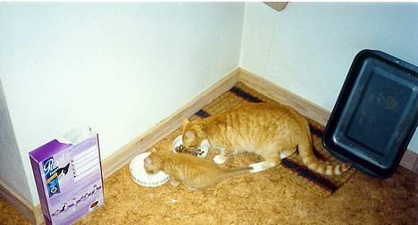 Blanding af racer Miv - miv og hendes tidligere killing simba (som er solgt...) billede 6