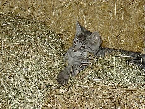 Blanding af racer nicolag - jeg kigger lii med her ...  billede 1