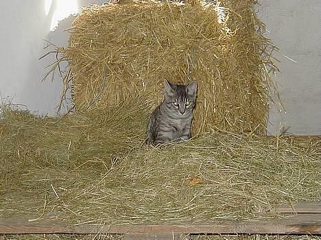 Blanding af racer nicolag - jeg sover nu .....  billede 2