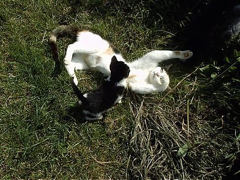 Blanding af racer Mulle †DØD† :'( - Mulle og Minie da Minie var lille.... billede 1