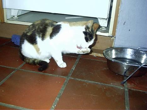 Blanding af racer Mulle †DØD† :'( billede 5